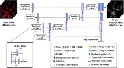 Automated anatomical labeling of the intracranial arteries via deep learning in computed tomography angiography